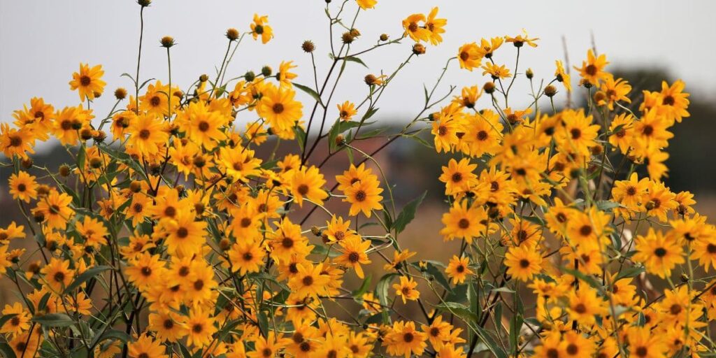 a field of yellow flowers in a field.